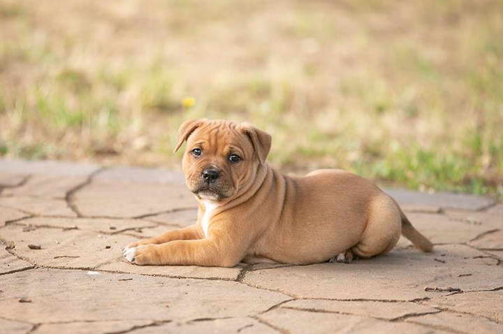 Red Staffordshire Bull Terrier