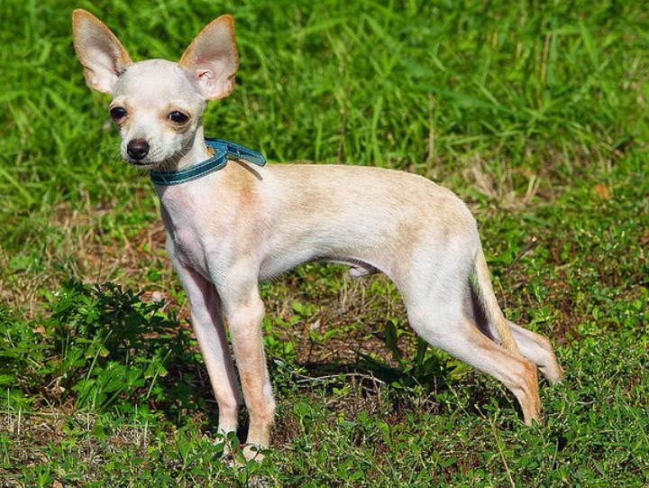 Russian Toy Terrier For Sale