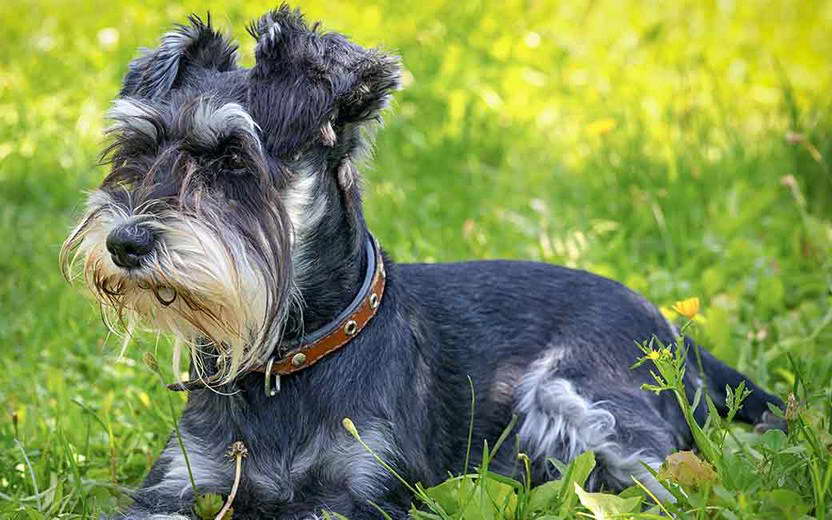 Schnauzer And Terrier Mix