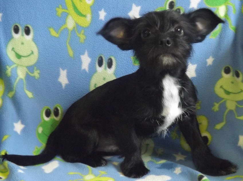 Scottish Terrier Chihuahua Mix