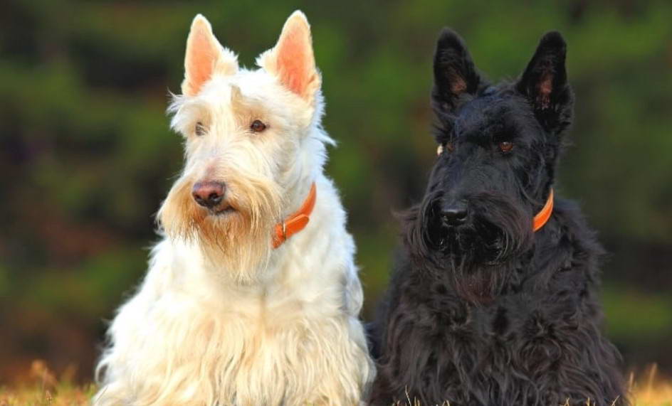 Scottish Terrier Colors