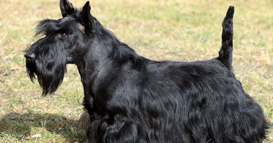 Scottish Terrier Grooming