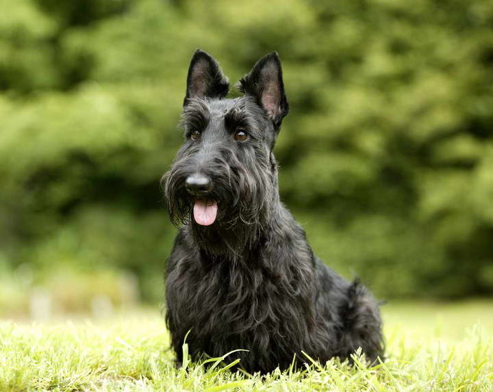 Scottish Terrier Haircut