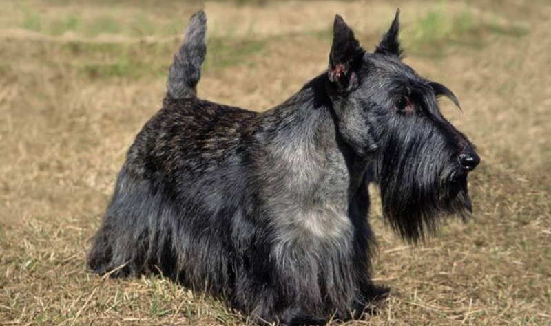 Scottish Terrier Images