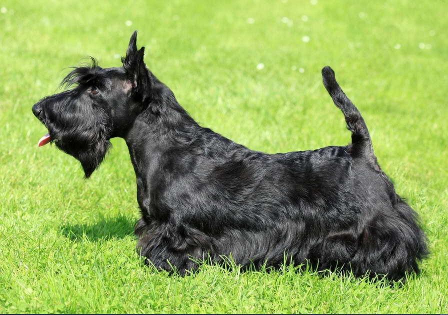 Scottish Terrier Life Span