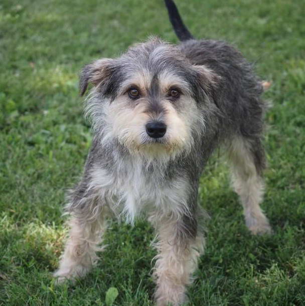 Scottish Terrier Schnauzer Mix