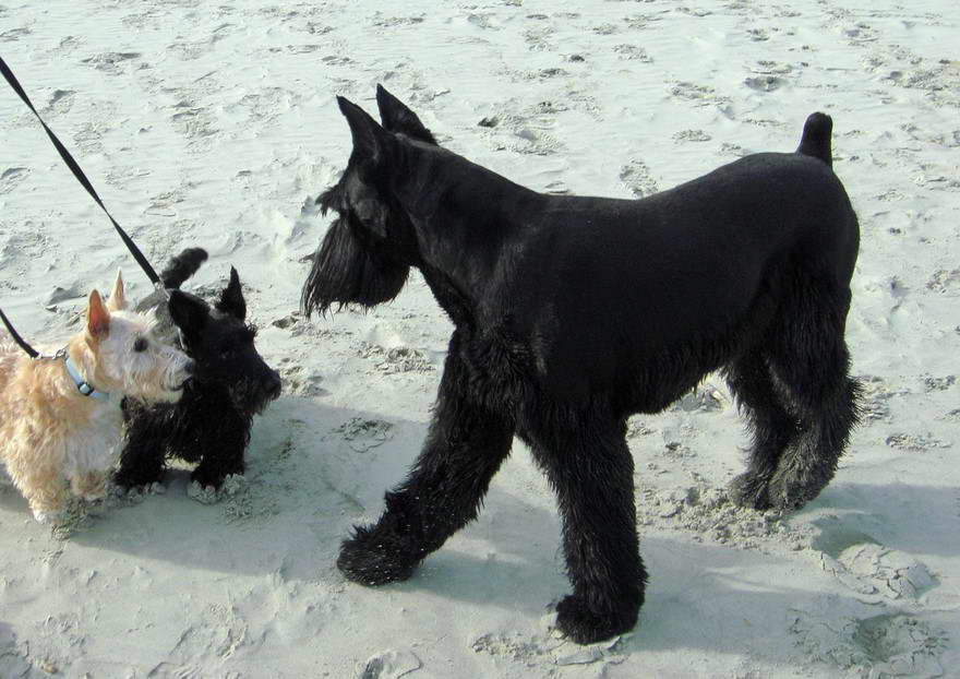 Scottish Terrier Short Hair