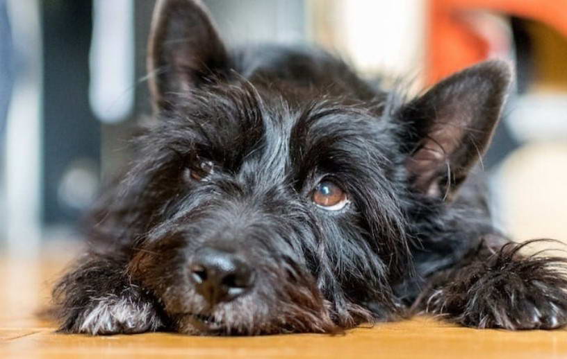 Scottish Terrier Yorkie Mix