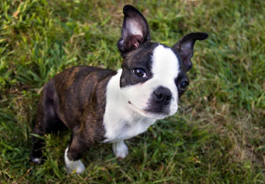 Seal Boston Terrier Colors