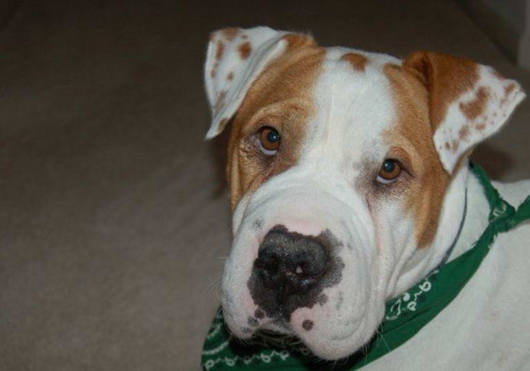 Shar Pei Bull Terrier Mix