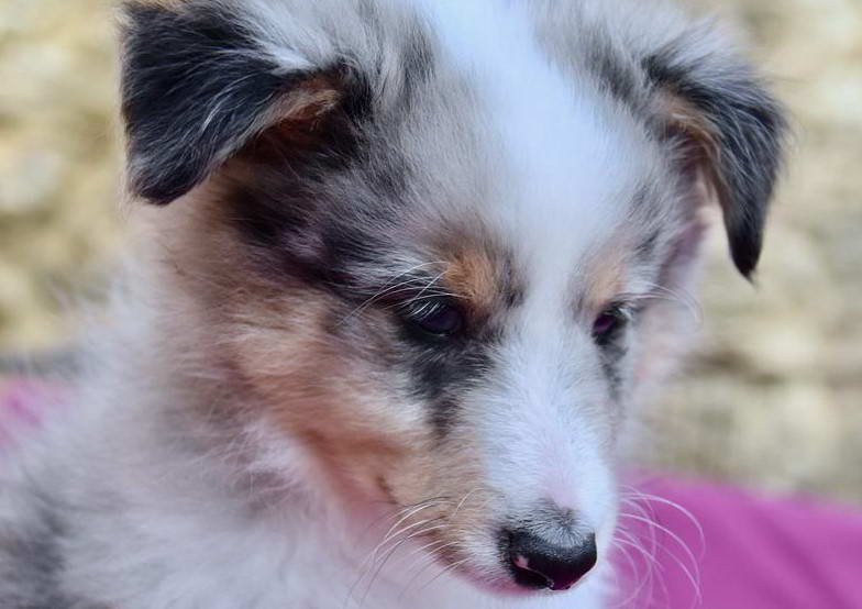 Sheltie Terrier Mix