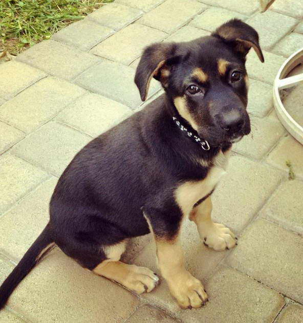 Shepherd Terrier Mix Puppy