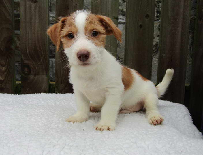 Short Legged Jack Russell Terrier