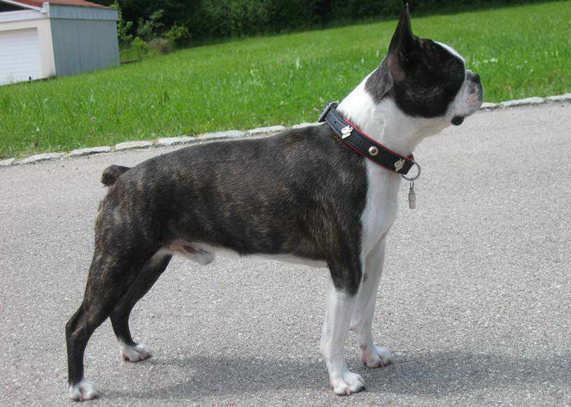 Show Me A Picture of a Boston Terrier