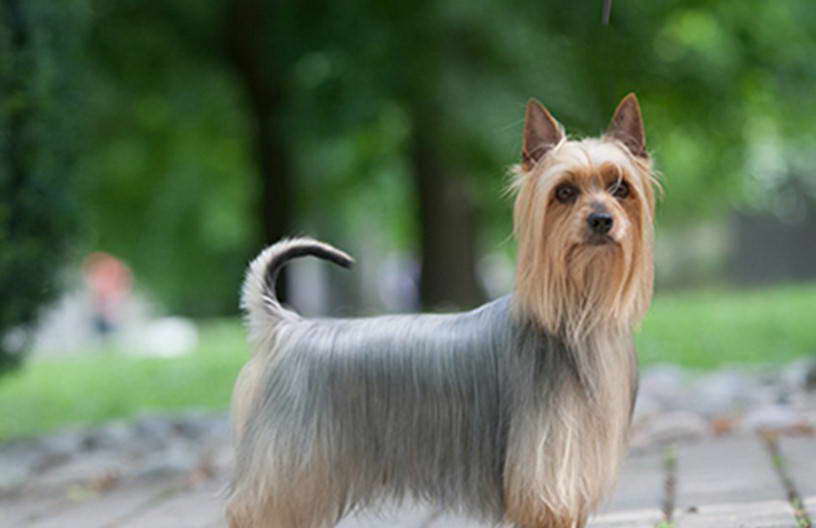 Silky Terrier Breeders