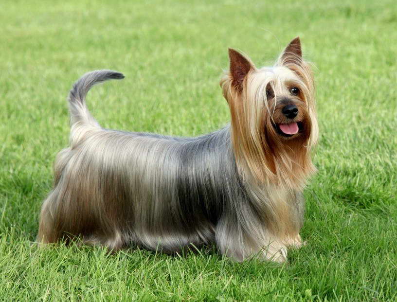 Silky Terrier Yorkie Mix