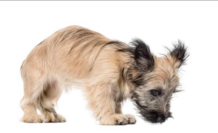 Skye Terrier Short Hair