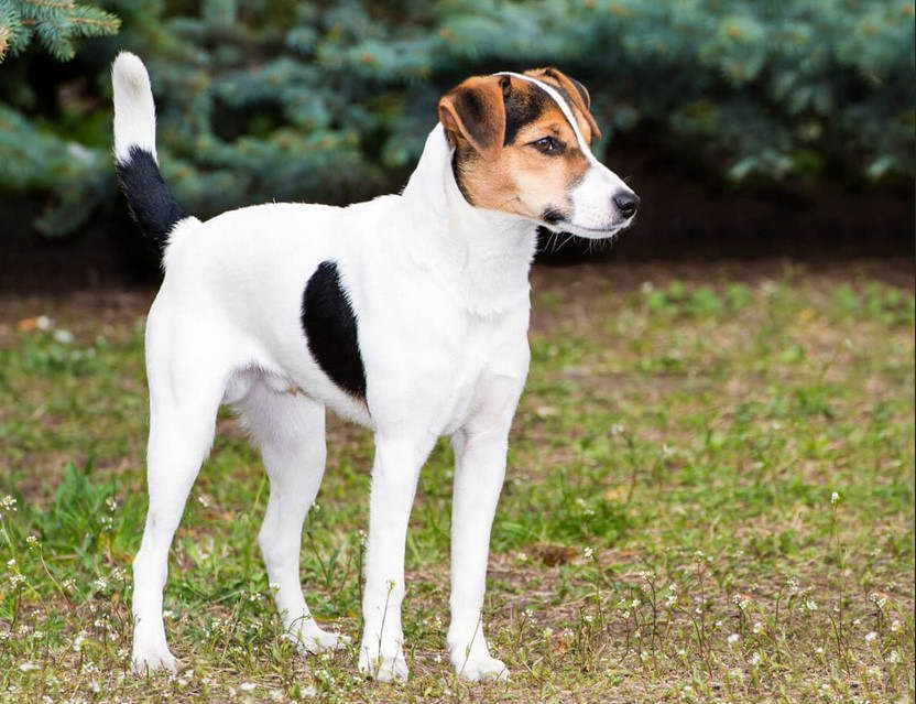 Smooth Coat Fox Terrier