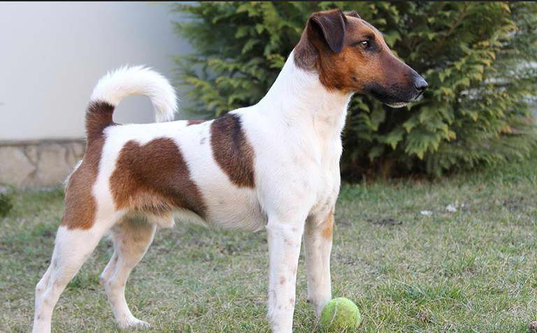 Smooth Fox Terrier Mix