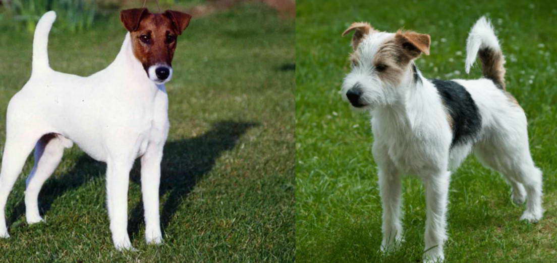 Smooth Parson Russell Terrier