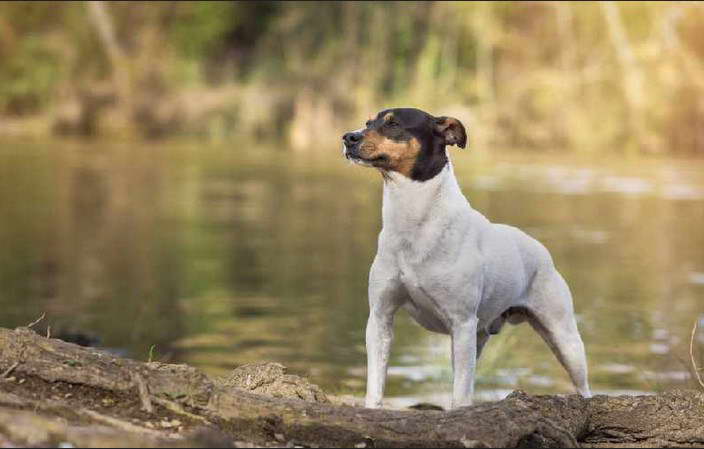 Spanish Terrier