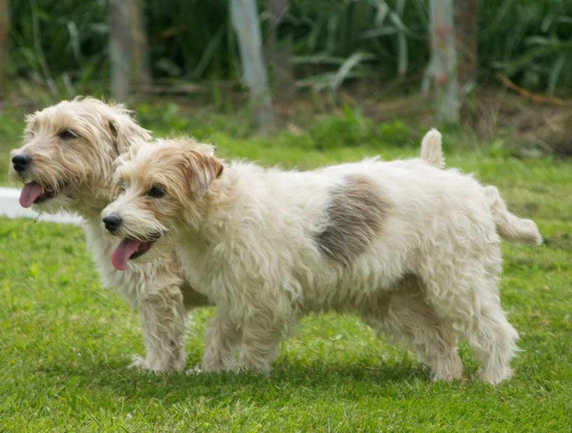 Sporting Lucas Terrier