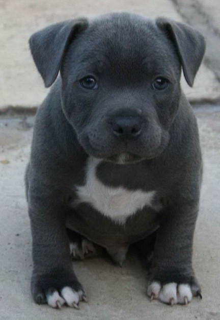 Staffordshire Bull Terrier For Sale Craigslist