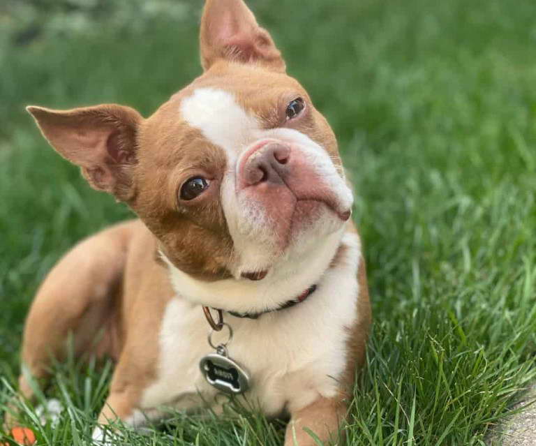 Tan Boston Terrier