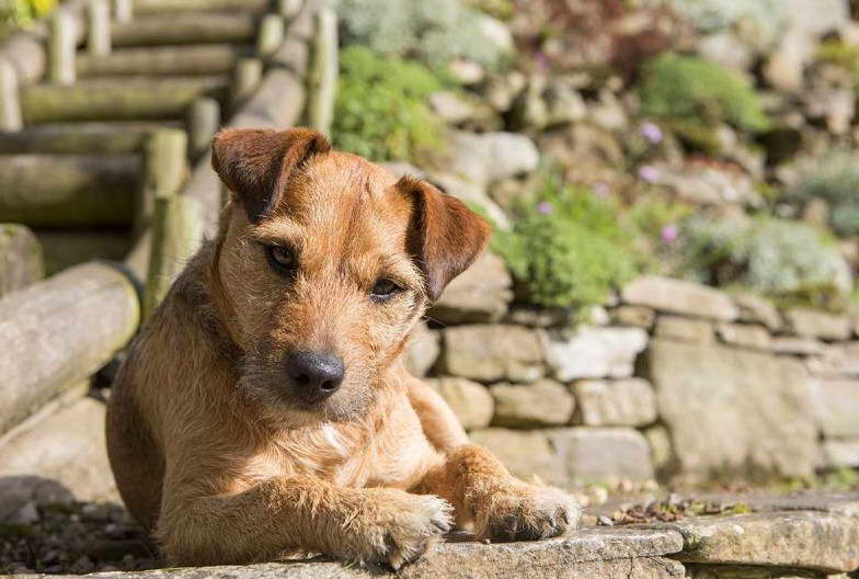 Tan Patterdale Terrier