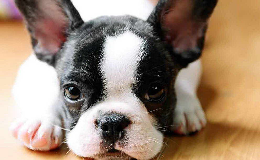 teacup boston terrier for sale