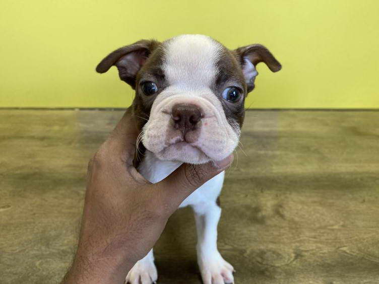 Teacup Boston Terrier For Sale