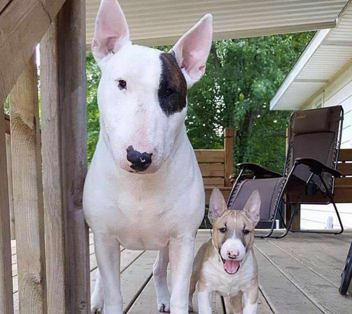 Teacup Bull Terrier