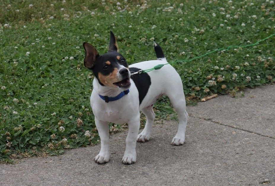 Teddy Roosevelt Terrier Puppies