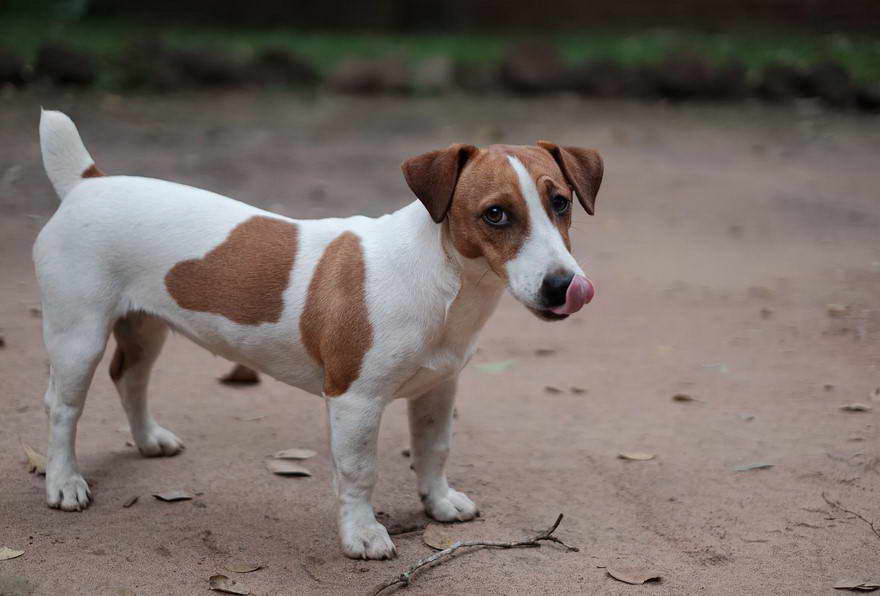 Terrier Ears