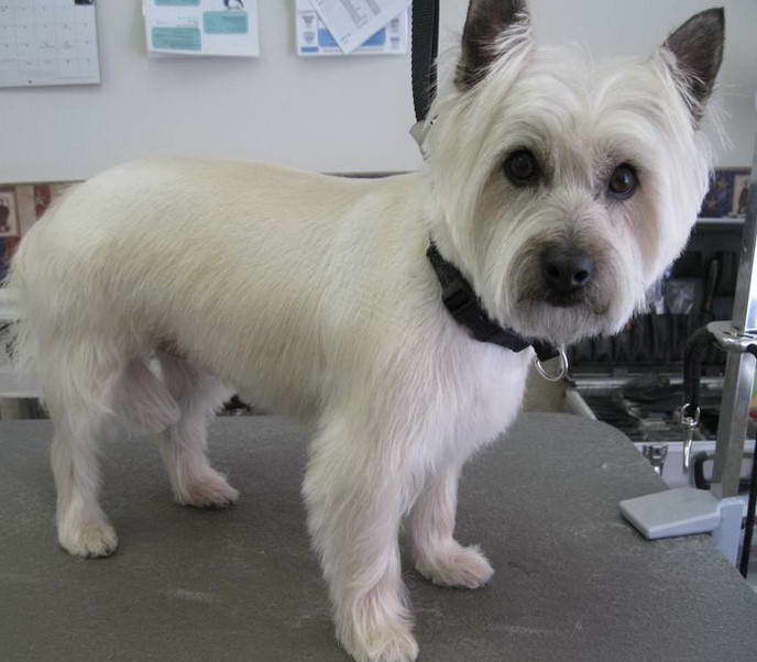 Terrier Mix Grooming Styles