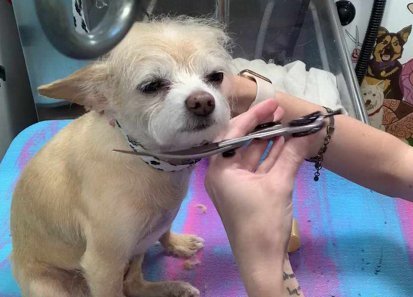 Terrier Mix Haircuts