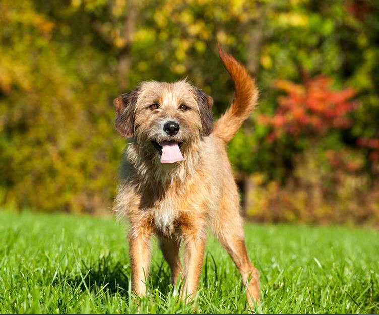 terrier Mixed Breed Dog