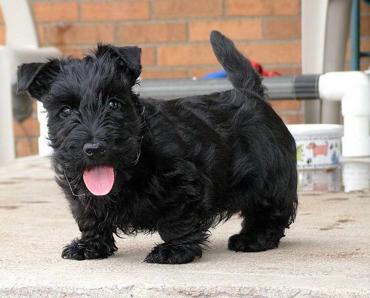 Terrier Named For A Scottish Isle