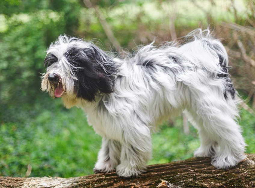 Tibetan Terrier Adoption