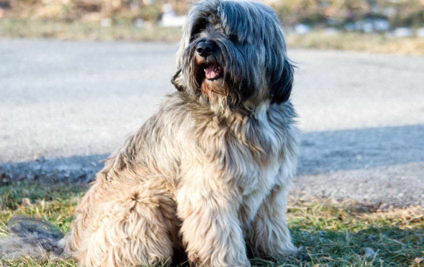 Tibetan Terrier Hypoallergenic