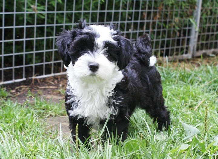 Tibetan Terrier Price