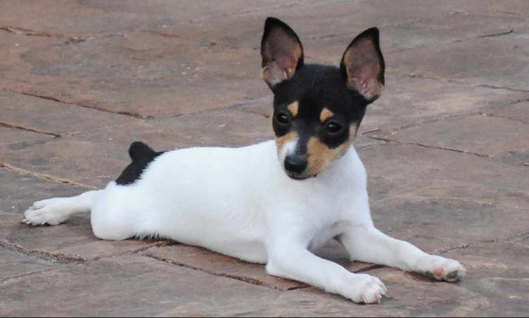 Toy Fox Terrier Mix