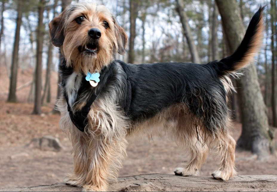 Weiner Dog Terrier Mix