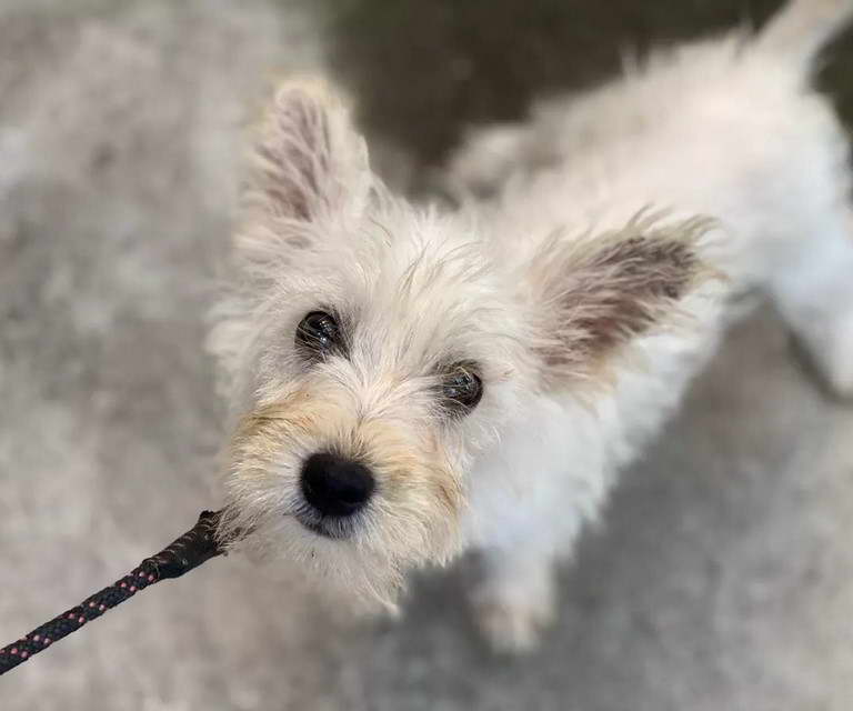 West Highland Terrier Mix