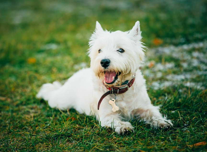 West Highland White Terrier Hypoallergenic