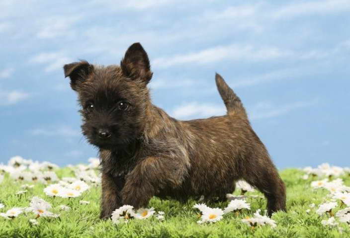 Wheaten Cairn Terrier