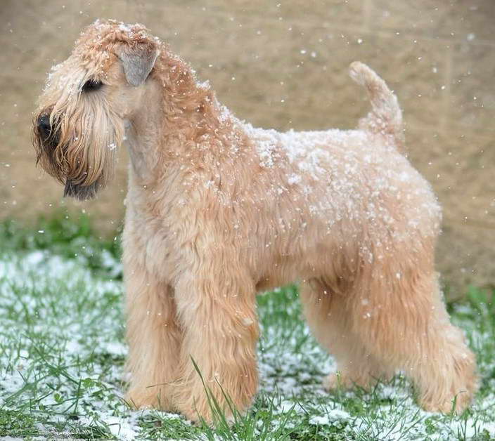 Wheaten Terrier Colorado