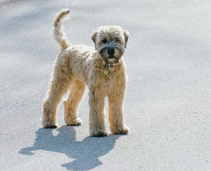 Wheaten Terrier Images