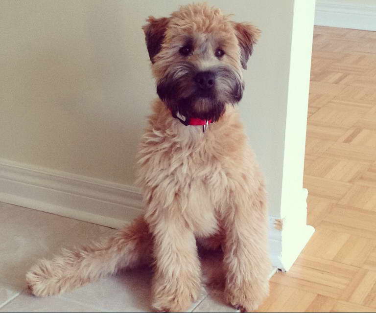 Wheaten Terrier Puppy Cut