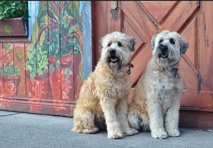 Wheaten Terrier Puppy Mill Rescue